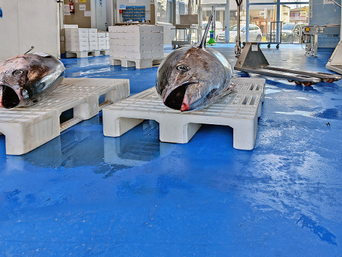 For the fish and food industry, Rires presents its polyurethane concrete solutions